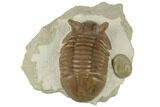 Asaphus Punctatus Trilobite With Fossil Cystoid - Russia #191013-1